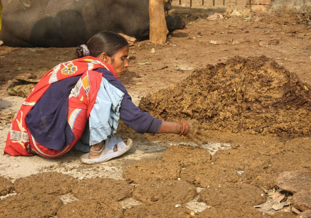 The lady is preparing buffalo batties to provide heat for cooking. You can just see the buffalo resting in the background.